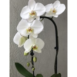 "Orchidée "